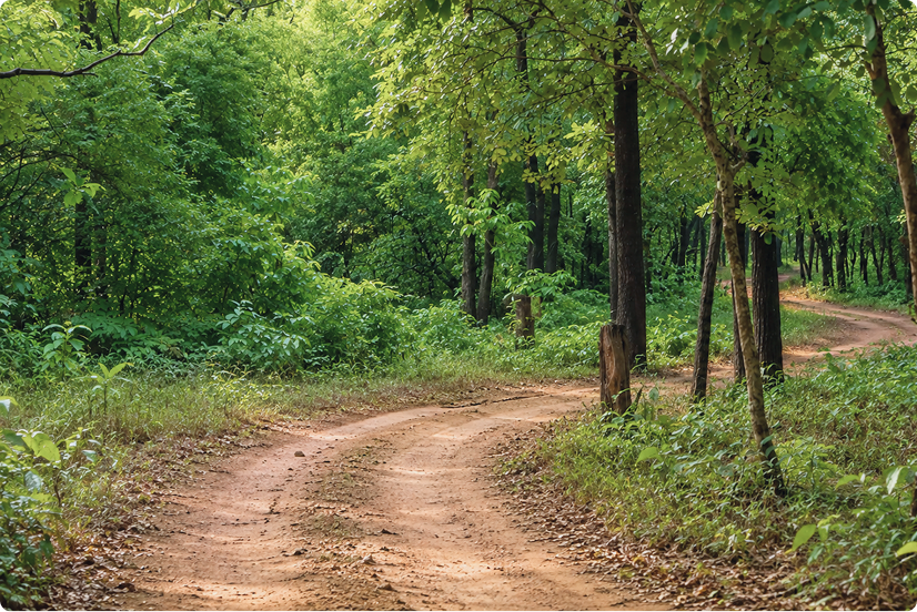 Tadoba's Wild Flora